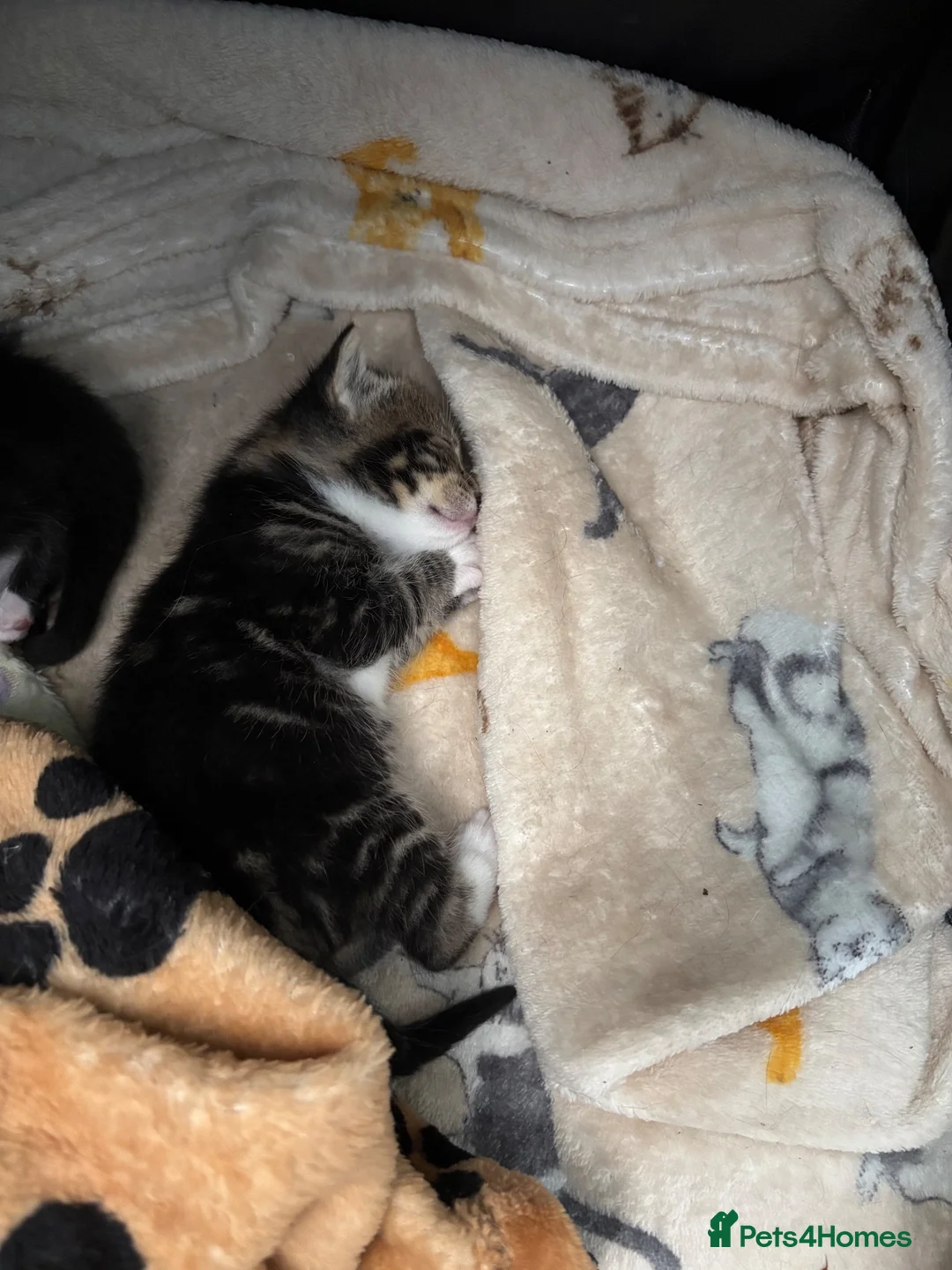 Mixed Breed cats for sale: Beautiful kittens  in Hove - Advert 5