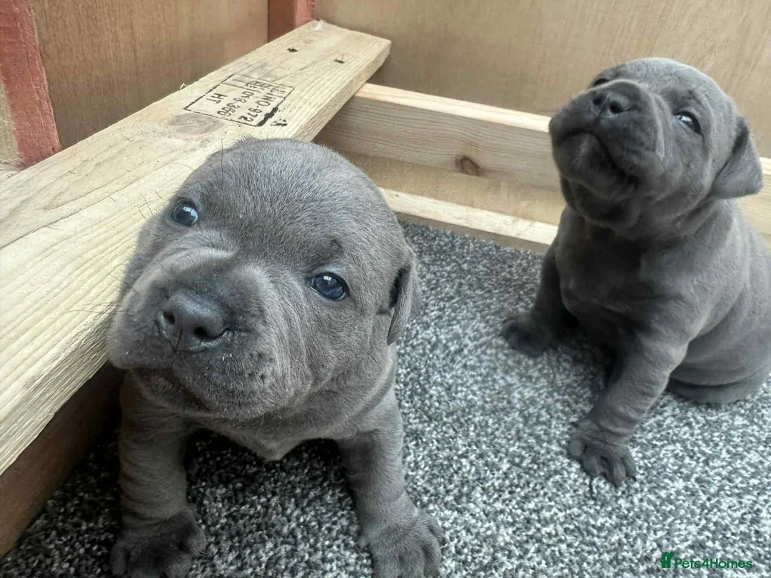 Staffordshire Bull Terrier dogs for sale: 2x KC Registered Champion Blue Staffie Puppies - Advert 2