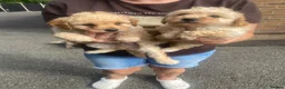 Toy Poodle dogs for sale: 🩷 Beautiful Toy Poodle Puppies 🩵 - Advert 13