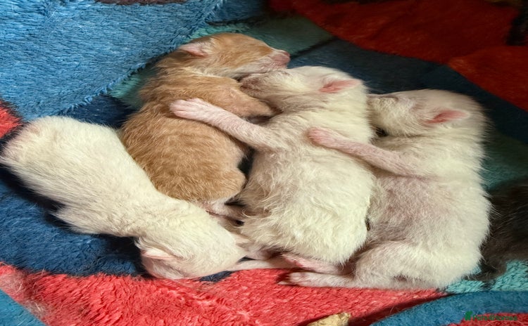 Mixed Breed cats for sale - Advert 2