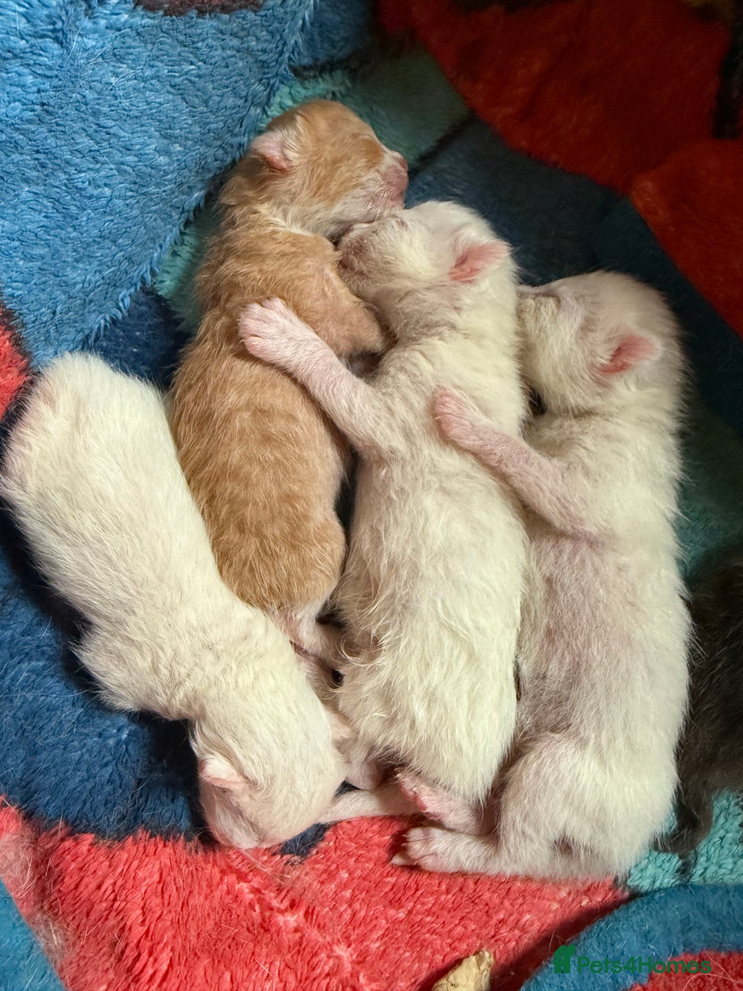 Mixed Breed cats for sale: 3 pure white beautiful female kittens left - Image 1