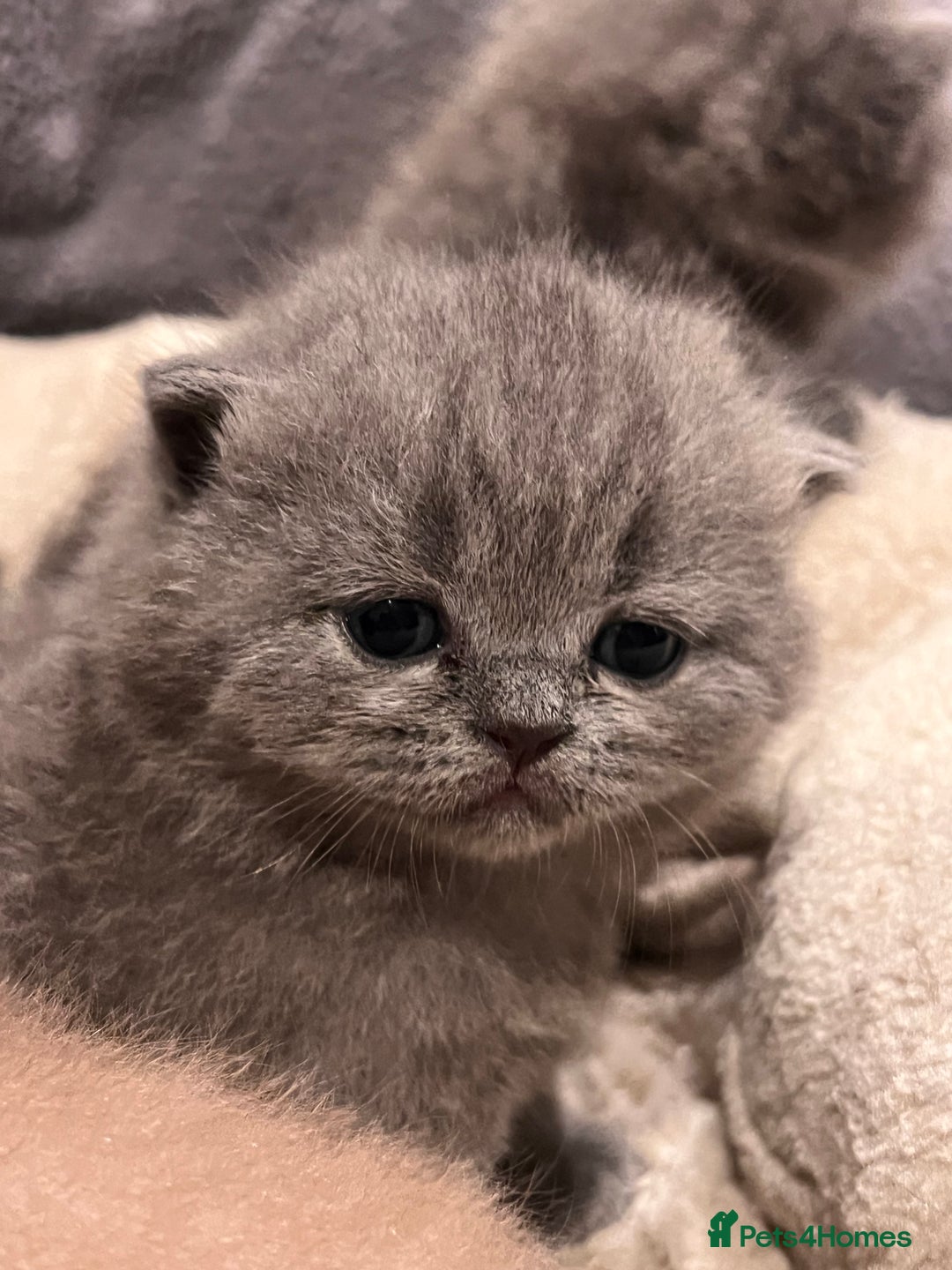 British Shorthair cats for sale: Multi-colour GCCF British Shorthair kittens  - Advert 10