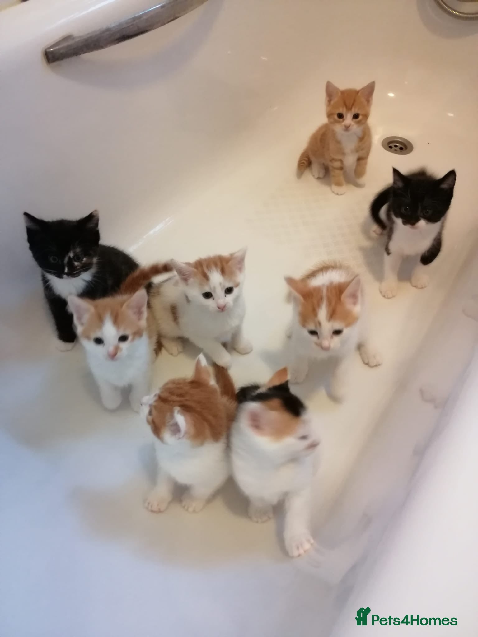 Mixed Breed cats 8 Lovely Kittens for Sale - Advert 1