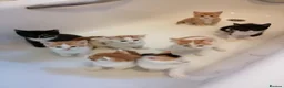 Mixed Breed cats for sale: 8 Lovely Kittens for Sale - Advert 1