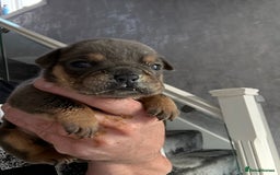 English Bulldog dogs for sale: Beautiful English bulldog puppies - Image 10