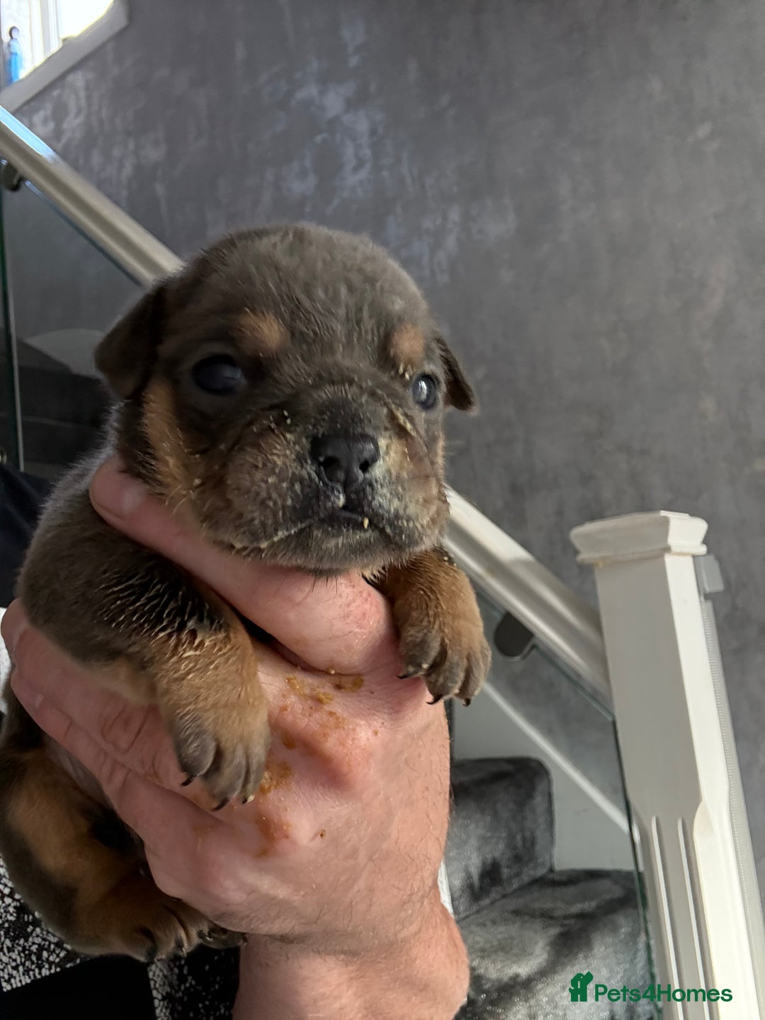 English Bulldog dogs for sale: Beautiful English bulldog puppies - Image 10