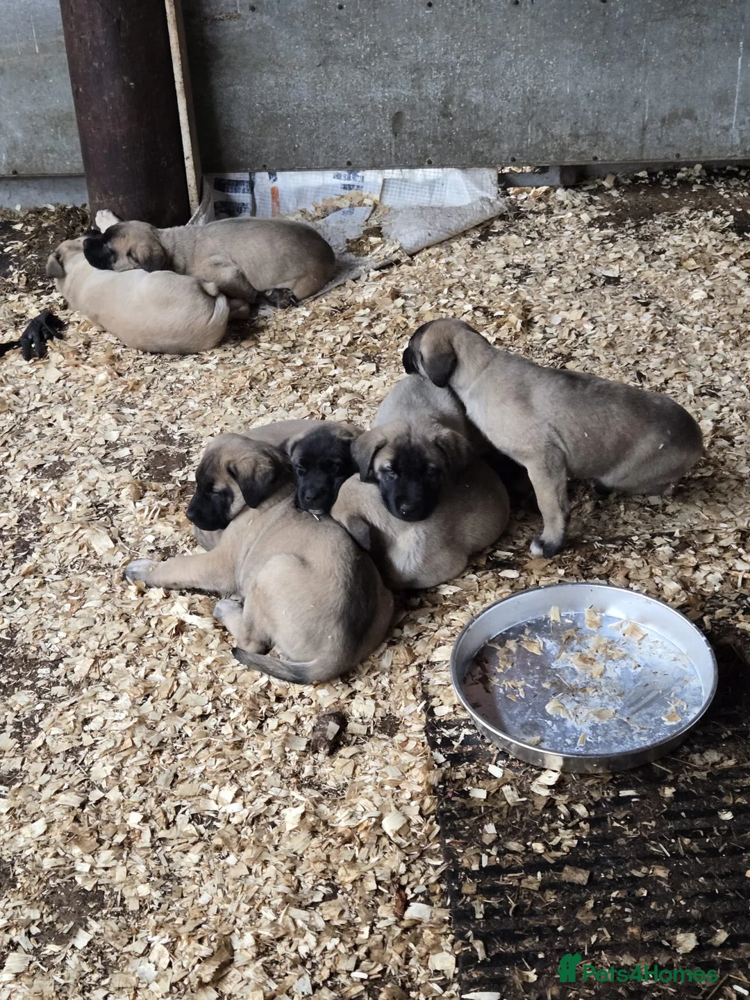 Anatolian Shepherd dogs for sale: Beautiful litter 5 girls left  - Advert 25