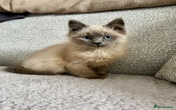 Ragdoll cats for sale: Blue point Ragdoll kitten - Advert 1