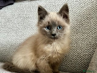 Ragdoll cats Blue point Ragdoll kitten - Advert 9