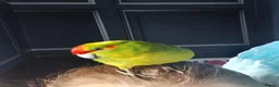 Parakeets birds for sale: 3 Kakarki parrots  in Durham - Advert 4