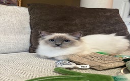 Ragdoll cats for sale: Female Pedigree Ragdolls  - Image 5