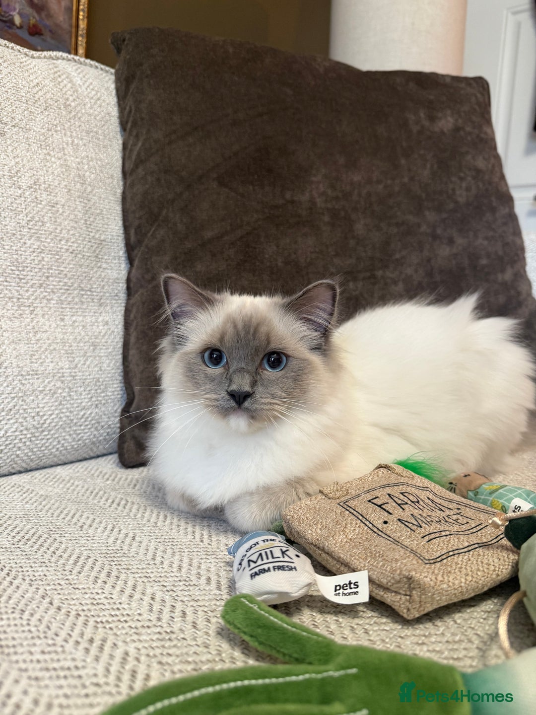 Ragdoll cats for sale: Female Pedigree Ragdolls  - Image 5