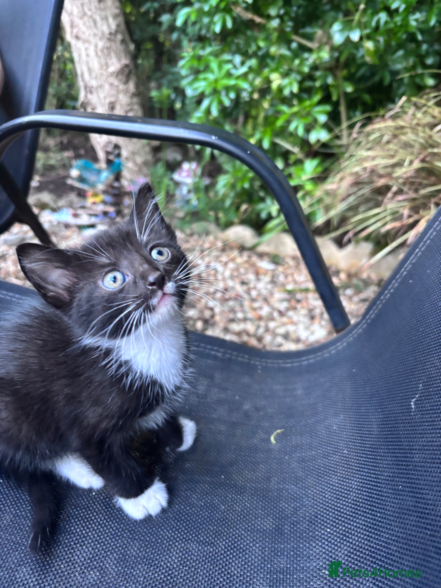 Mixed Breed cats for sale: 4 sweet kittens for new homes  in Thornton-Cleveleys - Advert 11