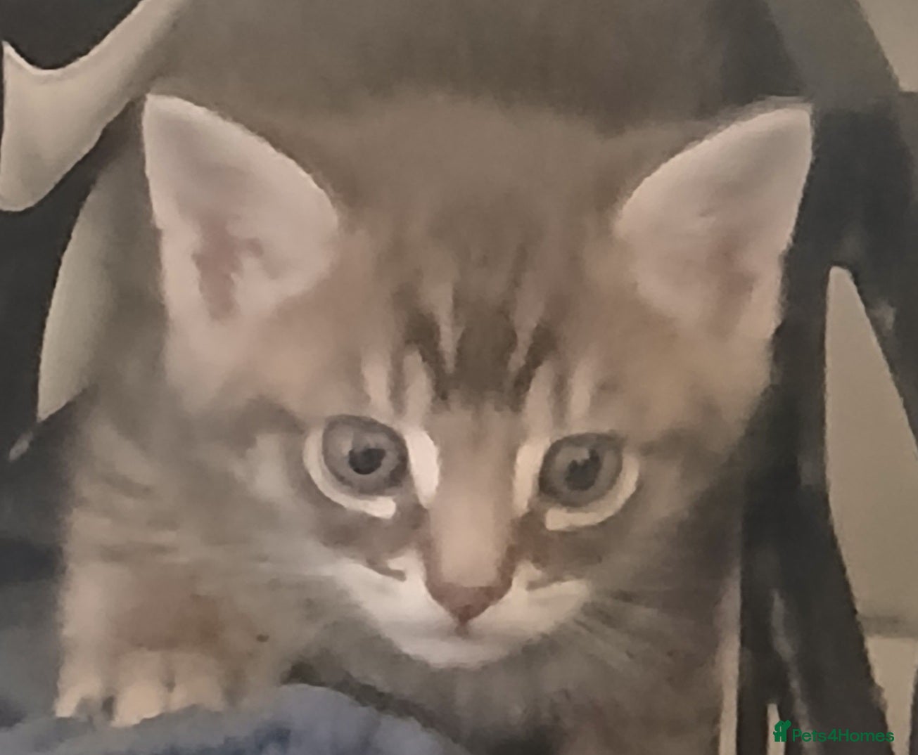 Mixed Breed cats Tabby cats - Advert 1