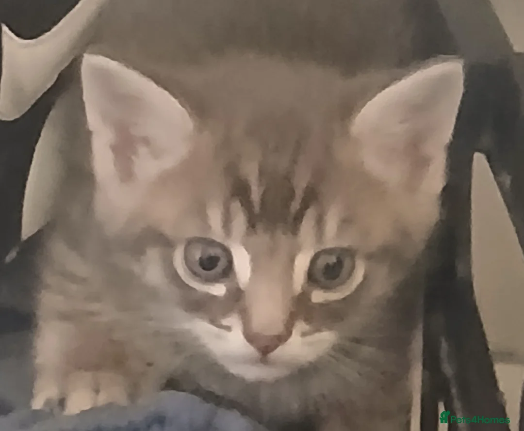 Mixed Breed cats for sale: Tabby cats - Advert 1