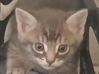 Mixed Breed cats Tabby cats - Advert 1