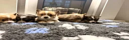 Welsh Corgi Pembroke dogs for sale: Kc pembroke corgi puppies - Advert 21