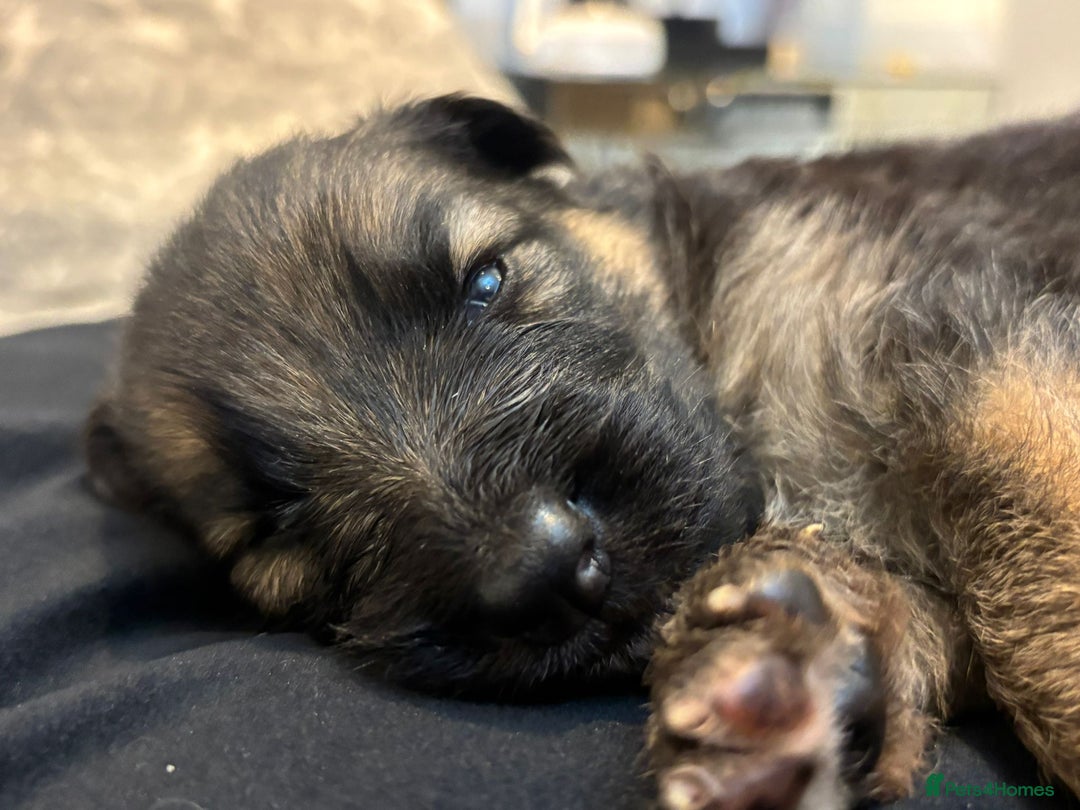 German Shepherd dogs for sale: German shepherd puppies Amber blood line  - Advert 19