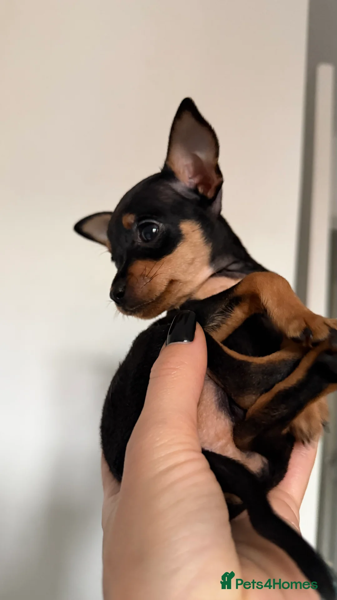 Russian Toy Terrier dogs for sale: Mini Russian toy terrier boy - Advert 3