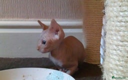 Sphynx cats for sale: Sphynx Kittens For Sale - Image 3