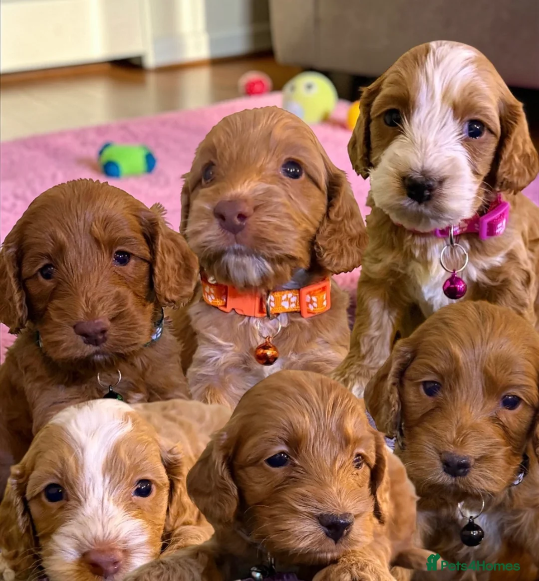 Cockapoo dogs for sale: Atlas’s Heart-Stealing Cockapoo Pups💕 - Advert 1