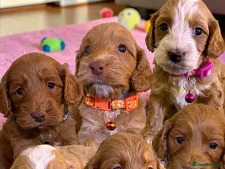 Cockapoo dogs Atlas’s Heart-Stealing Cockapoo Pups💕 - Advert 16