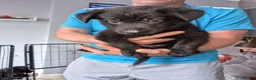 German Shepherd dogs for sale: German shepherd puppies only 4 left  - Advert 3