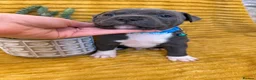 Staffordshire Bull Terrier dogs for sale: KC Blue Staffordshire bull terrier puppies  - Advert 26