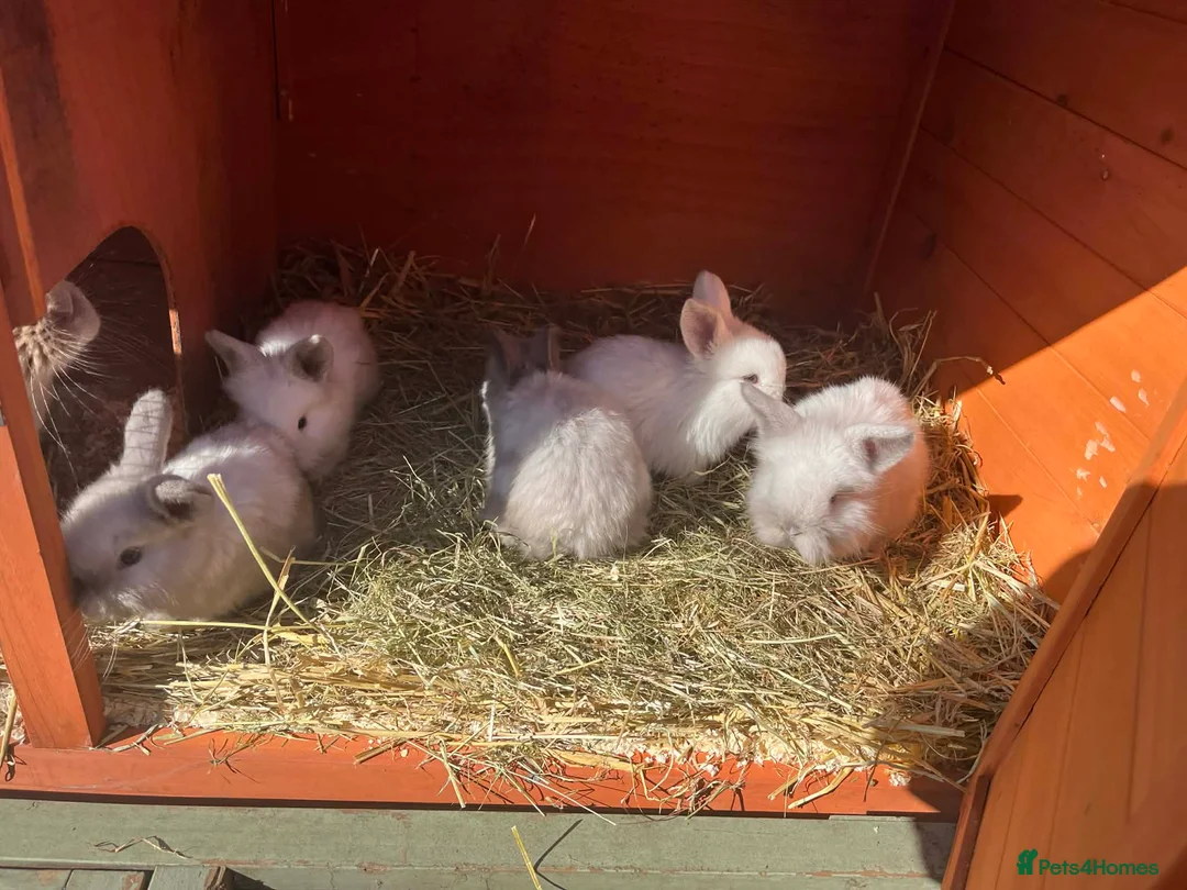 Mini Lion Lop rabbits for sale: Mini lion lops  - Advert 3