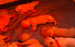 Labrador Retriever dogs for sale: Labrador puppy for Christmas? Dog for life - Image 2