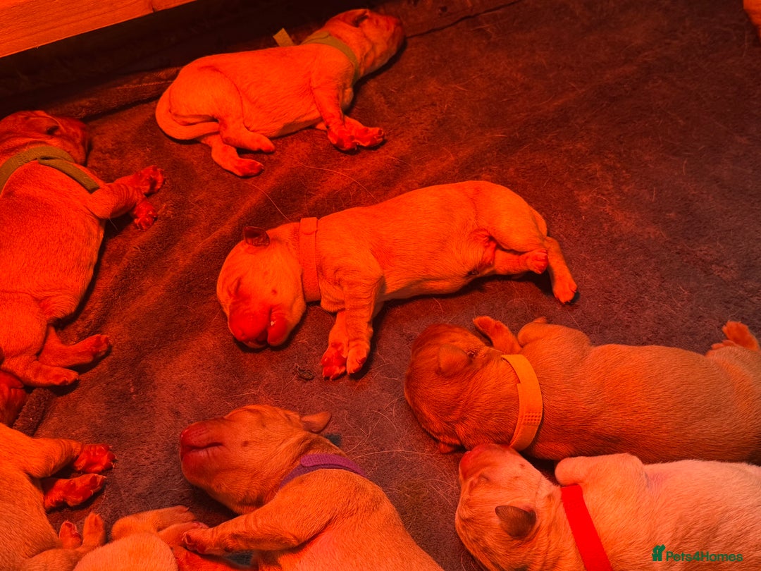 Labrador Retriever dogs for sale: Labrador puppy for Christmas? Dog for life - Image 2