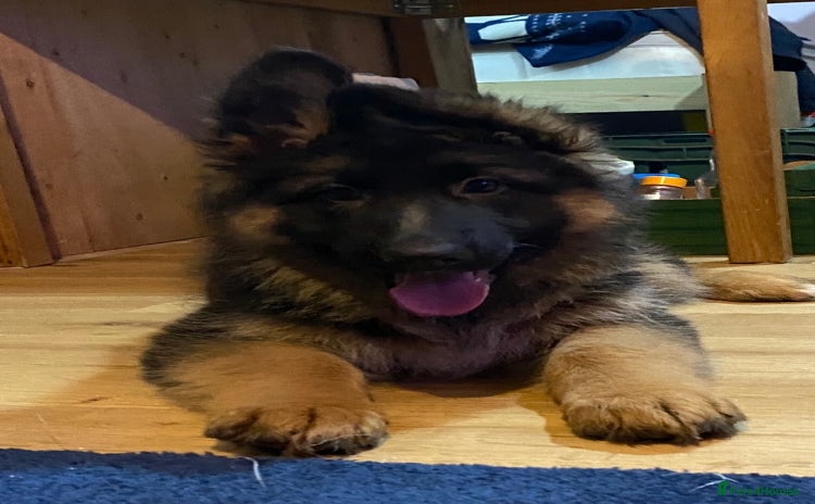 German Shepherd dogs - Advert 12