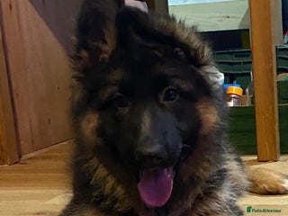 German Shepherd dogs - Advert 12