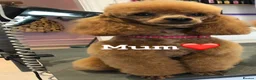 Toy Poodle dogs for sale: Red toy poodles ❤️ - Advert 2