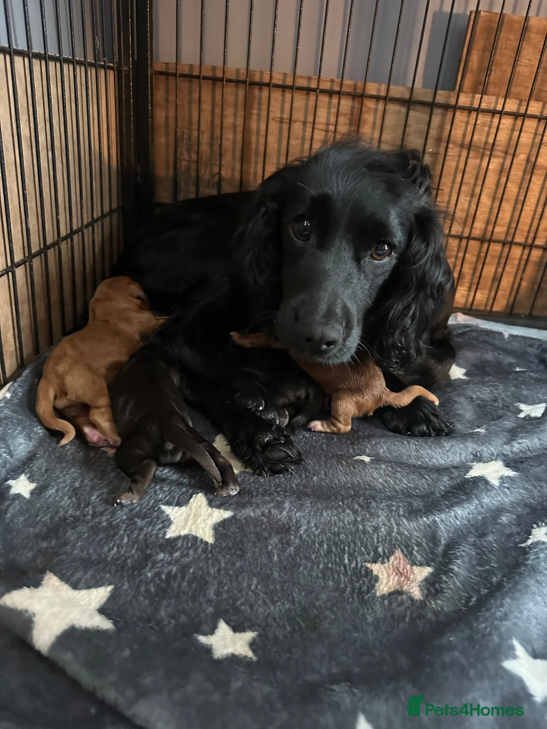 Cocker Spaniel dogs for sale: Male Working cocker spaniel kc registered docked  - Advert 4