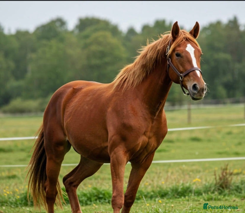 Anglo Arab horses Meetha - Advert 5
