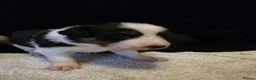 Border Collie dogs for sale: 🐾❤️ Beautiful KC Reg family Collie Puppies  in Shrewsbury - Advert 6