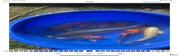 Koi Carp fish for sale: Koi Carp Reducing Sock  in Norwich - Advert 4