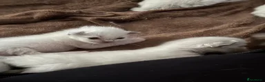 Ragdoll Kitten 2