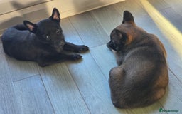 Belgian Shepherd Dog dogs for sale: Belgian Mallinois Male pups for sale - Image 14