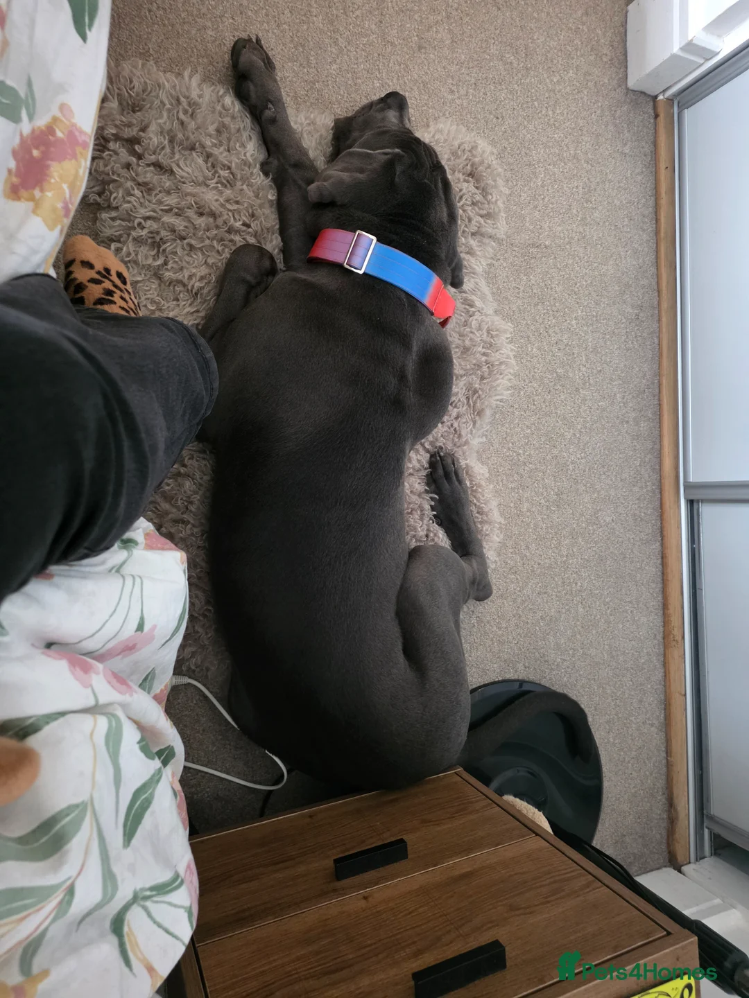 Cane Corso dogs for sale: Full breed cane corso - Advert 5