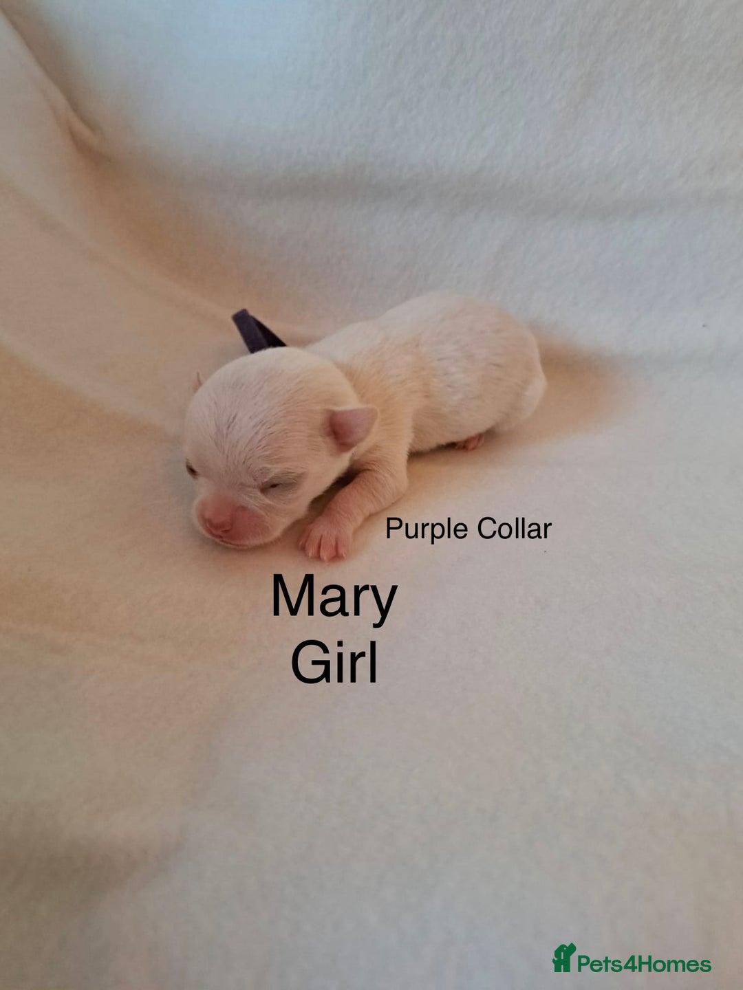 Chihuahua dogs for sale: Beautiful Chihuahua pups - Advert 15