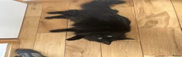 Ragcoon cats for sale: REHOMING NEEDED STUNNING RAGCOON - Advert 5
