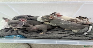 French Bulldog dogs PRICE DROP LAST PUPPY !! Kc registered - Advert 5