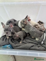 French Bulldog dogs PRICE DROP LAST PUPPY !! Kc registered - Advert 5