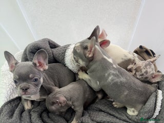 French Bulldog dogs PRICE DROP !! Kc registered frenchie puppies - Advert 6