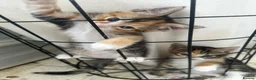 Mixed Breed cats for sale: Kittens for sale £50 - Advert 2