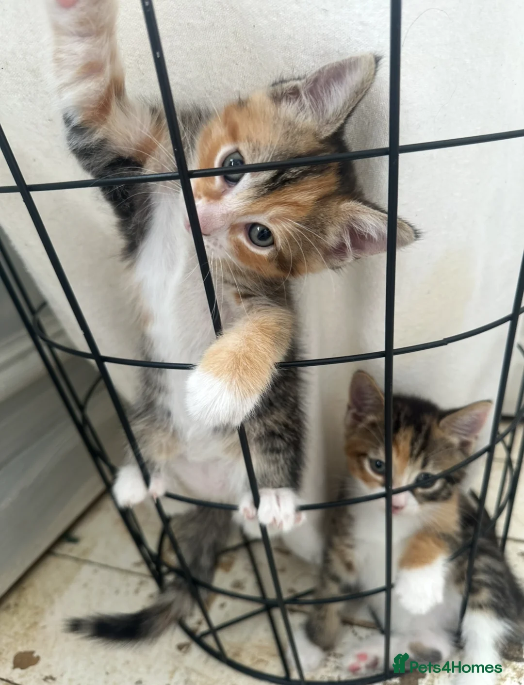 Mixed Breed cats for sale: Kittens for sale £50 - Advert 2