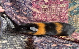 Guinea Pig rodents for sale: Lakeland guinea pigs  - Image 2