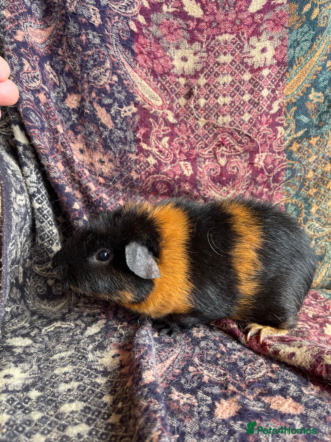 Guinea Pig rodents for sale: Lakeland guinea pigs  - Image 2